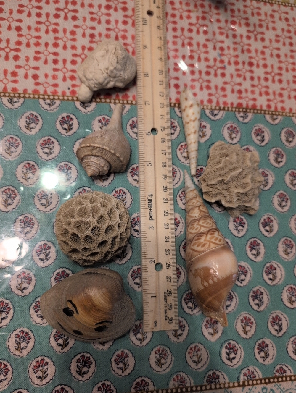 Engraved And Natural Seashell Decorative Collection - Beige and Cream